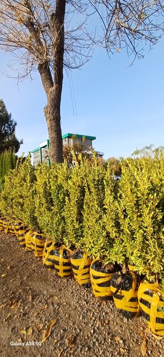 Xar xil turdagi archa kochatlari bor..