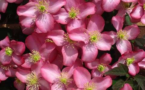 Clematita mov roz rosie Clematis cu floare mare