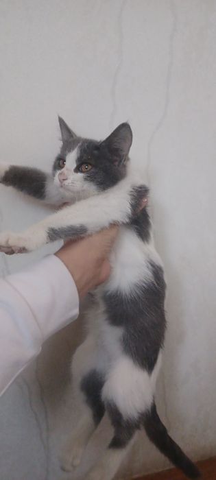 Mushuk hadyaga beriladi