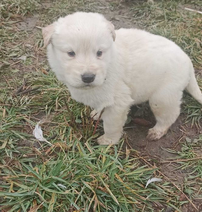 Donez golden retriever metiși