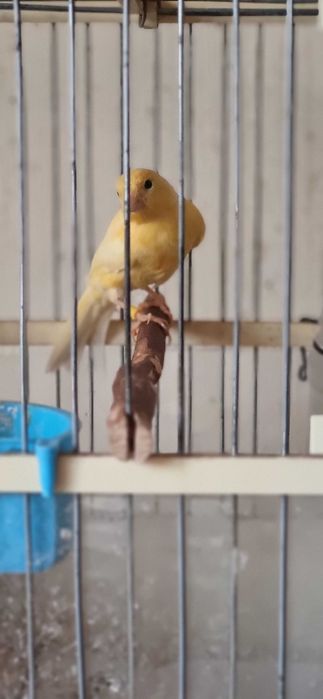 Канарейка самец красивый, 3 мес, начинает петь