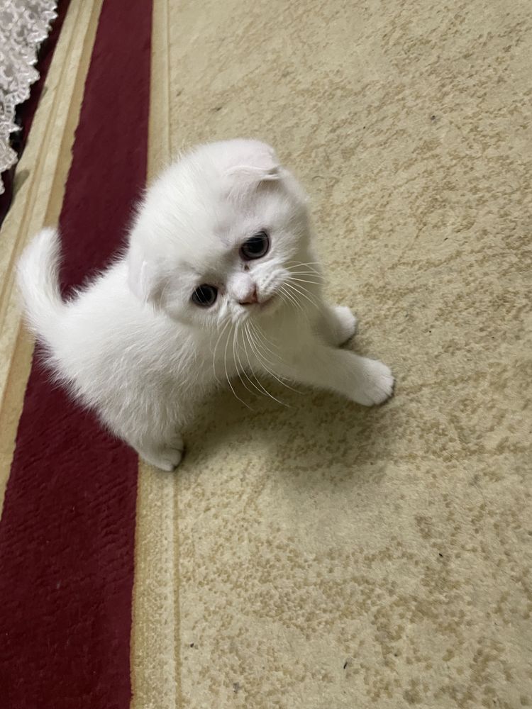 mushu bolar sotilad Продается Котенки