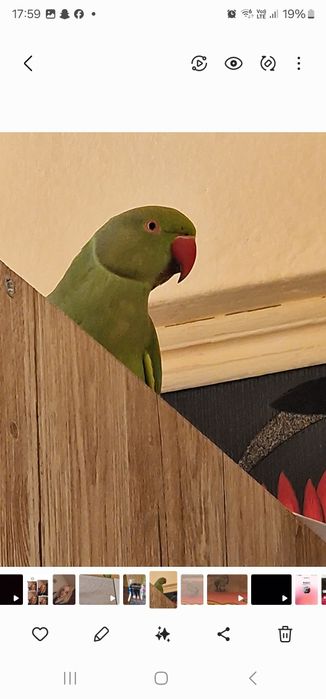 Vând papagal Micul Alexander