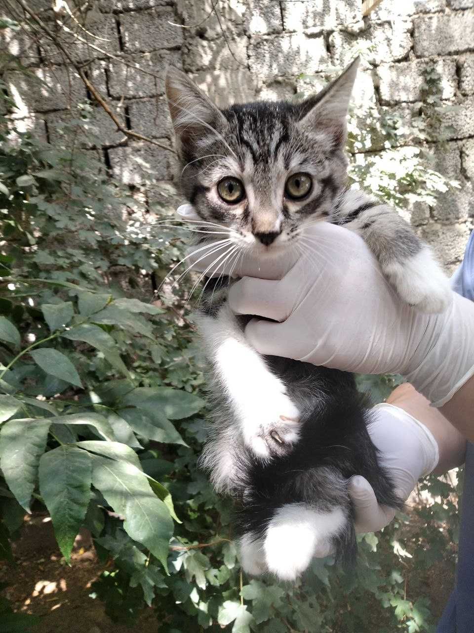 Котята, 2-3 месяца