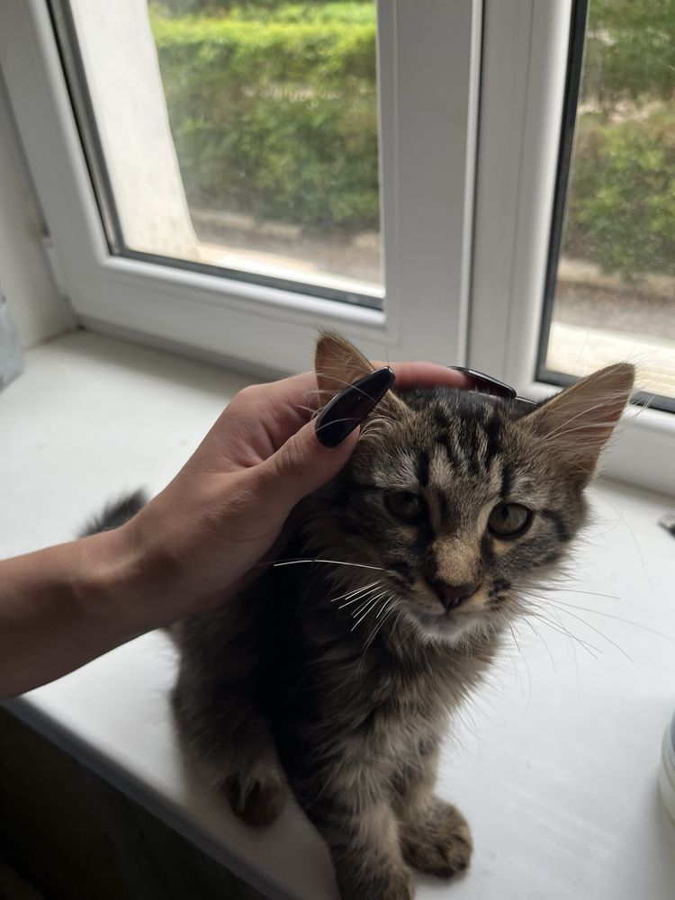 Отдам котенка в добрые руки