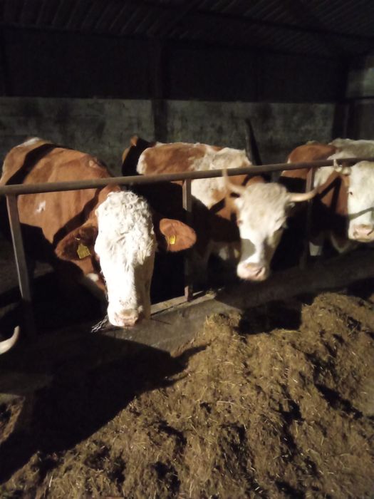 Vand 9  Vaci gestante