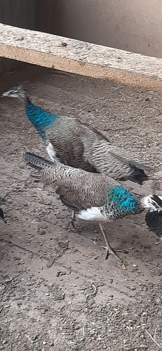 Schimb pui paun masculi  2 buc cu pasari de țară sau papagali