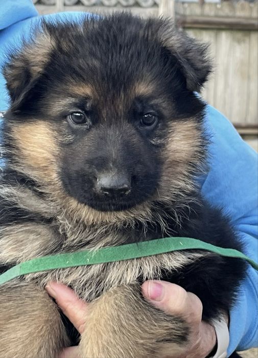 Ciobanesc german 800 lei