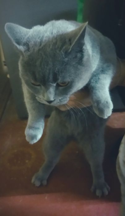 Sotiladi britanski mushugimiz