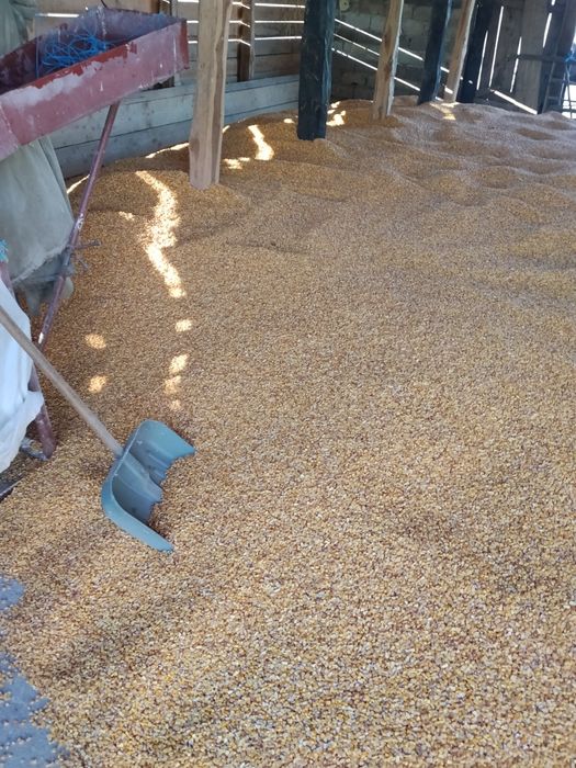 Porumb de vânzare 1.20 lei