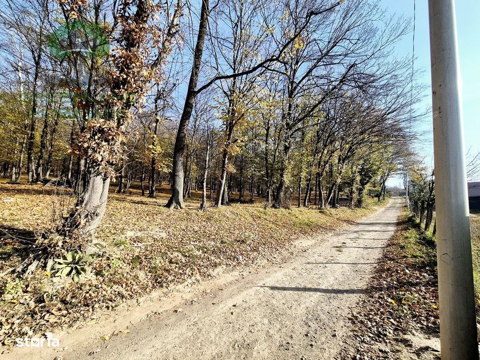 TEREN cu PADURE, 10.000mp, zona BARNOVA, langa Hamak