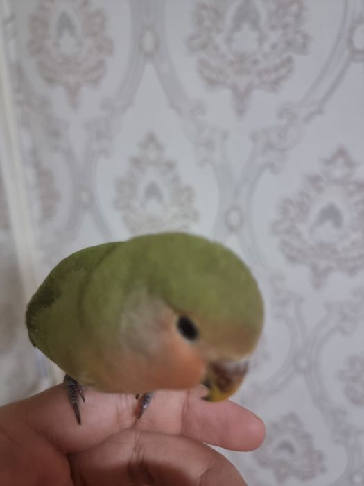 Lovebird, Nerazluchnik qo'lga ancha o'rgangan erkak(aniq emas)