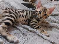Готов к продаже Котёнок бенгальской породы разетки ровные чёткие