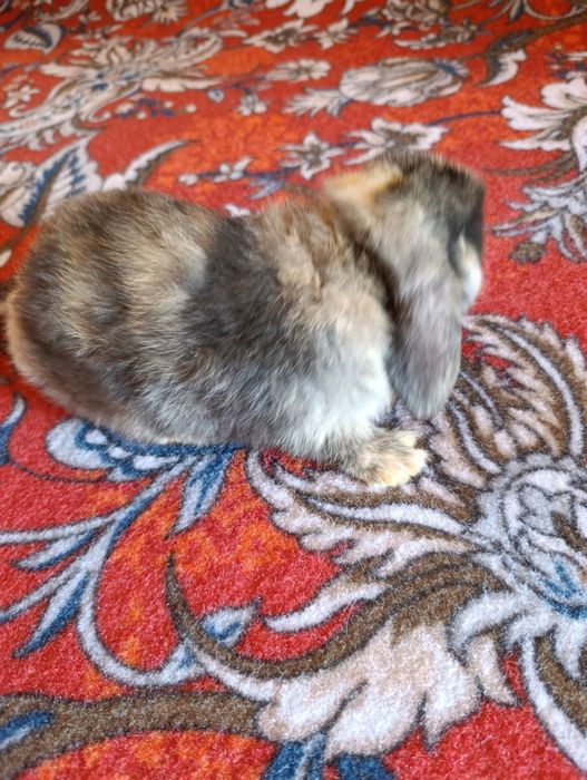 Quyon fransuski baran sotiladi yeb ichishlariga javob jinsi qiz bola