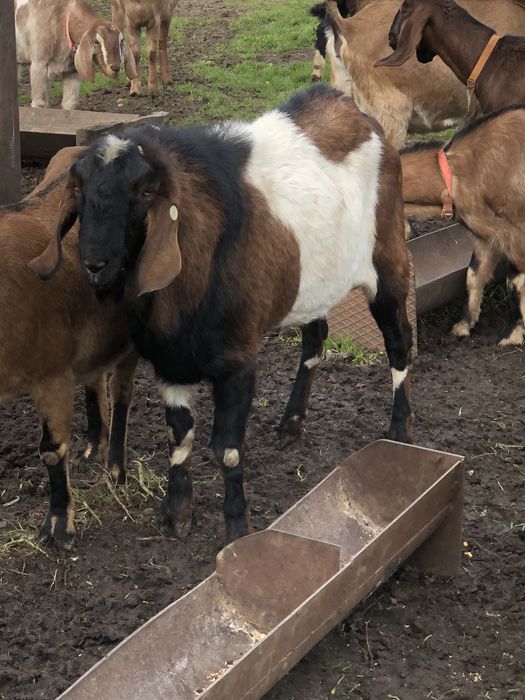 Țap Anglo-Nubian Certificat