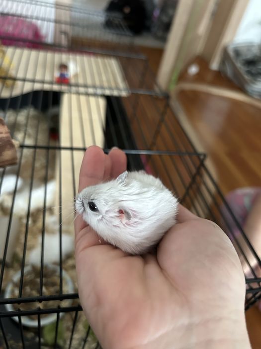 Hamster siberian donez