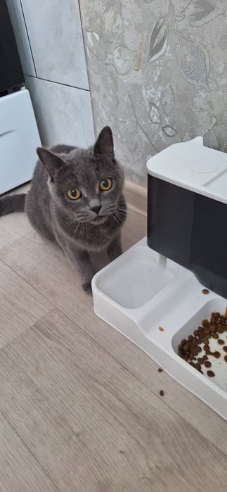 Отдам в хорошие руки