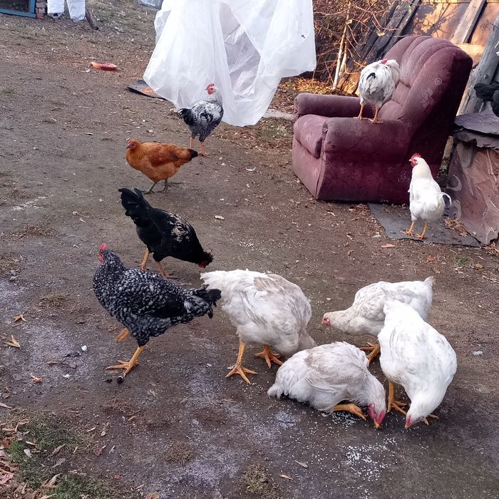 Продам цыплят , бройлеры , домашние.