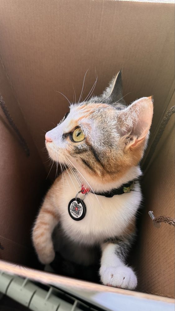 Кошка бесплатно
