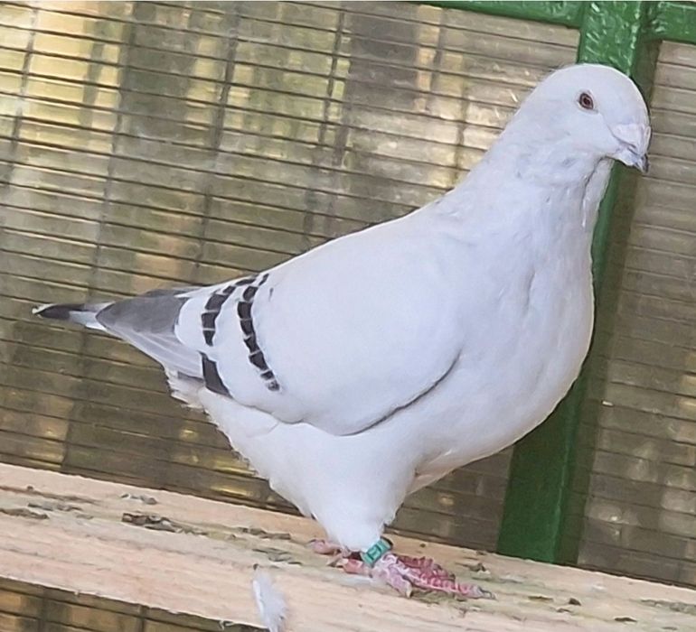 Porumbei Voiajorul românesc de frumusețe