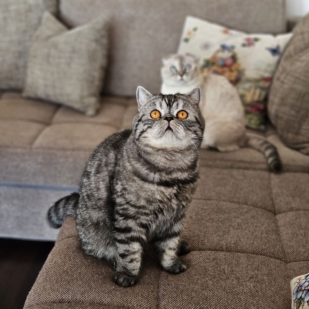 Fetiță Scottish Fold White Color Point
