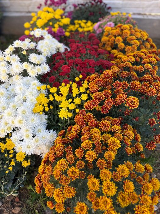 Crizanteme, flori de vanzare