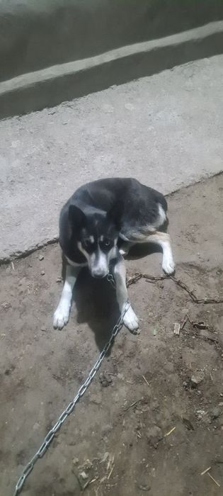Срочно продам хаски собаку
