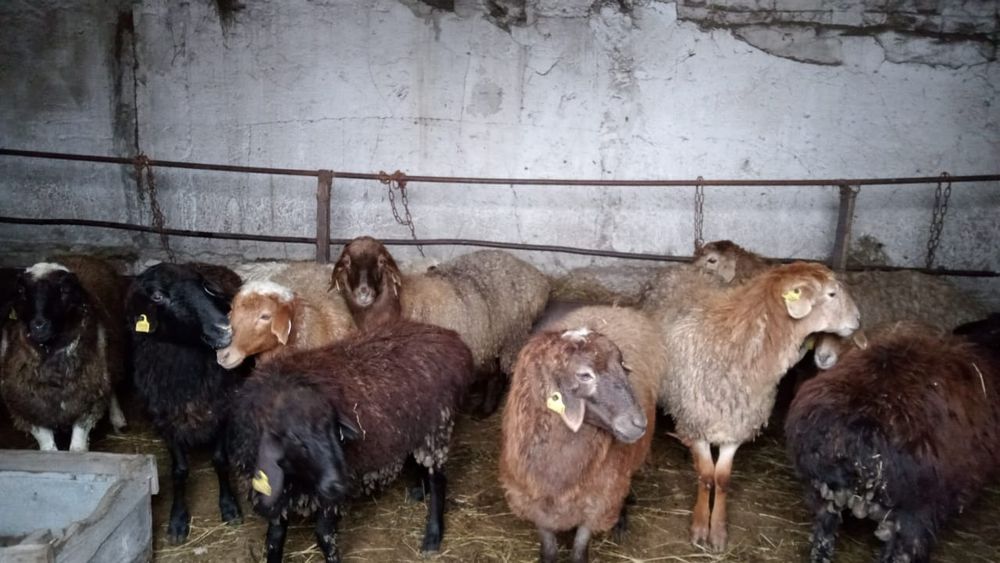 Продам жирных баран токты