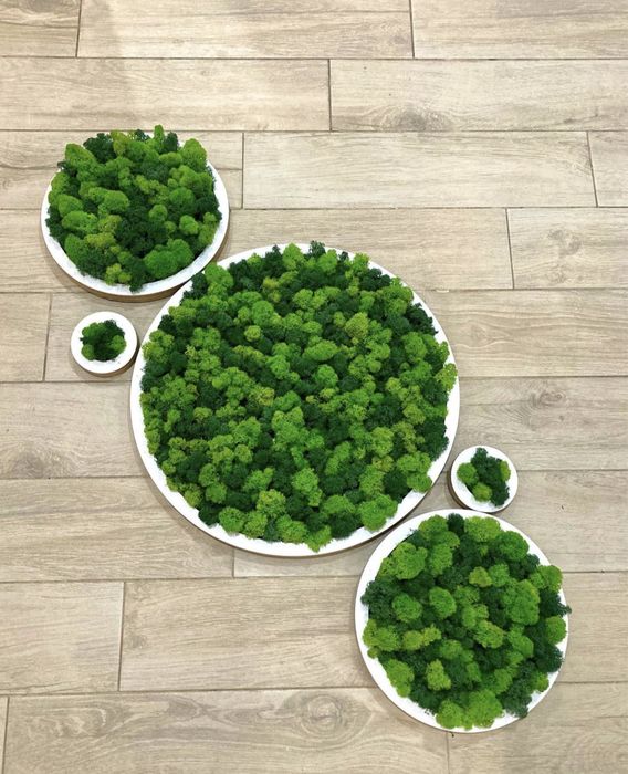 Часовници със скандинавски мъх