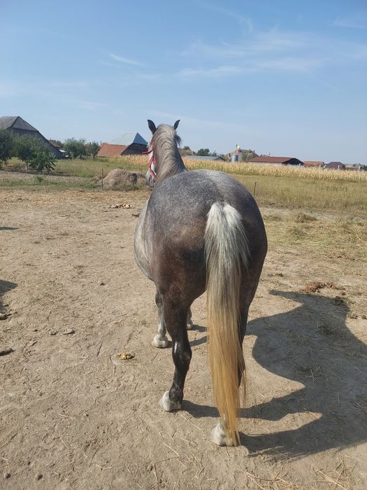 Iapa Lipitan cu Pedigree de la Hergh schimb cu Frizian