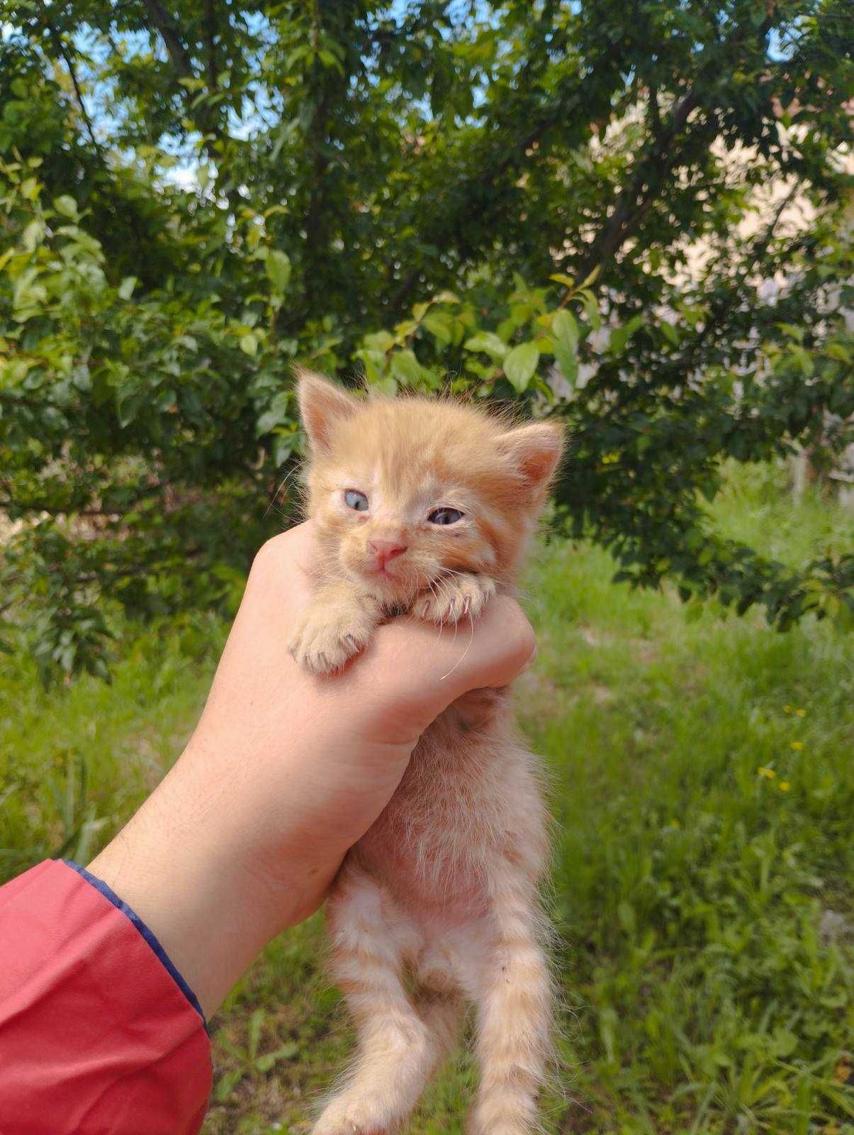 Подарявам котенца