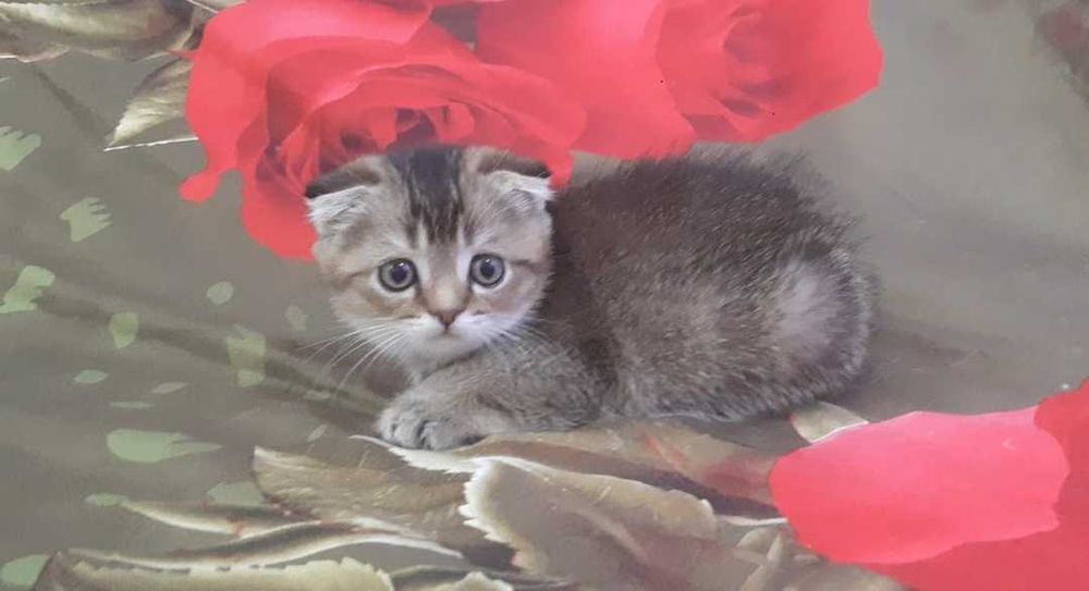 Золотой котенок девочка