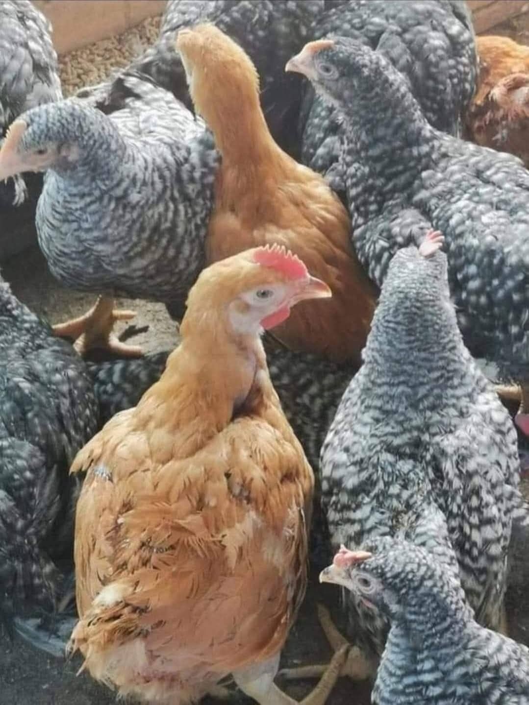 Aducem la comamda
