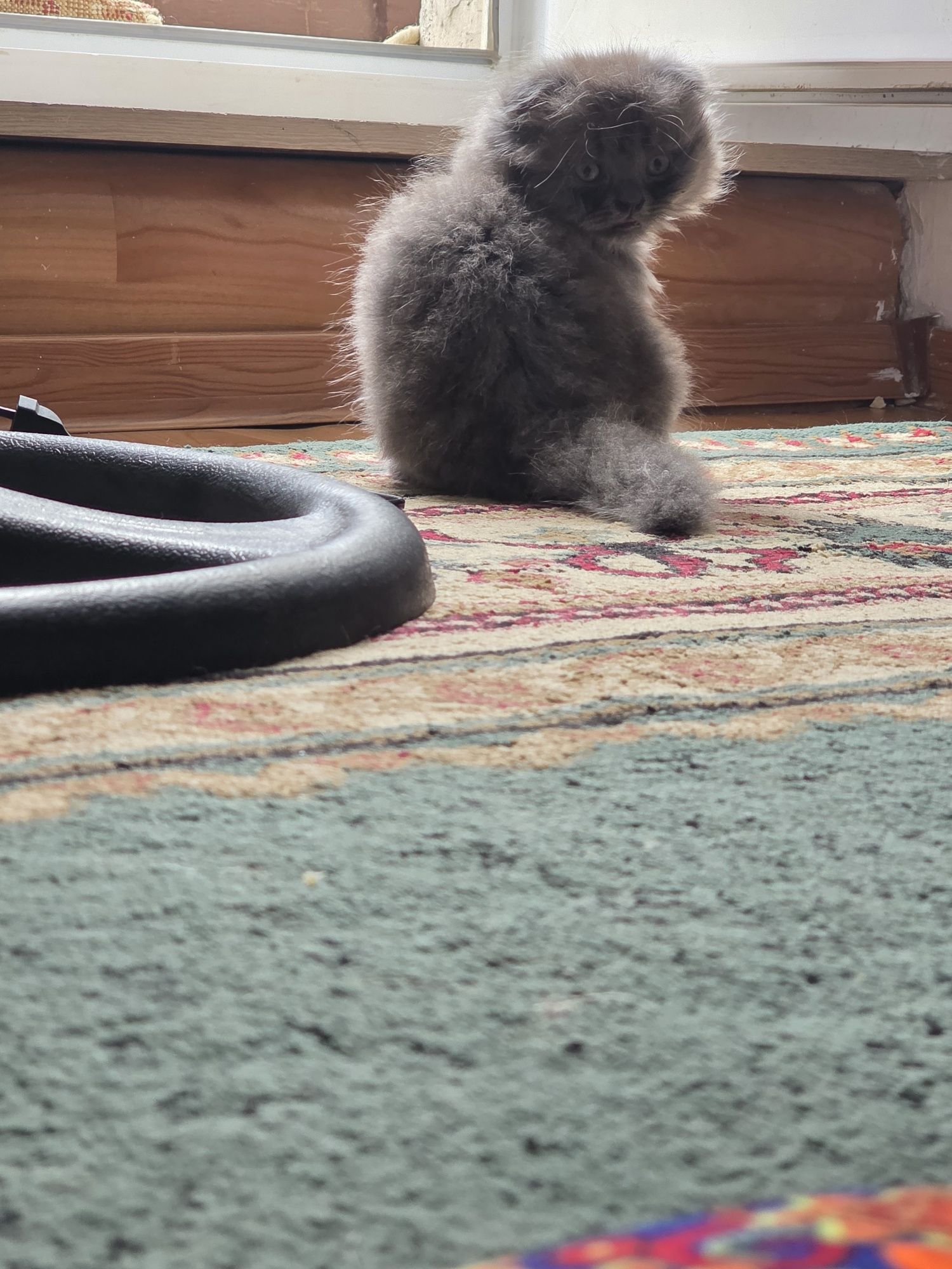 Котенок британский вислоухий