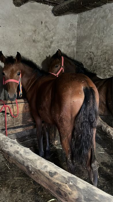 O pereche da mănji da vanzare