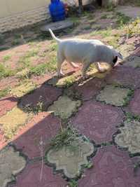 Bull Terrier pedigree rasa pura