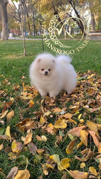 Щенок белого шпица в померанском типе