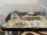 Cușcă hamsteri pitici