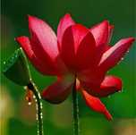 Seminte de lotus roşu şi roz