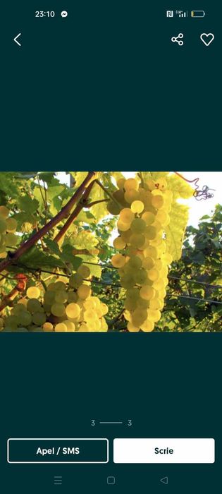 Struguri de vin producție 2024