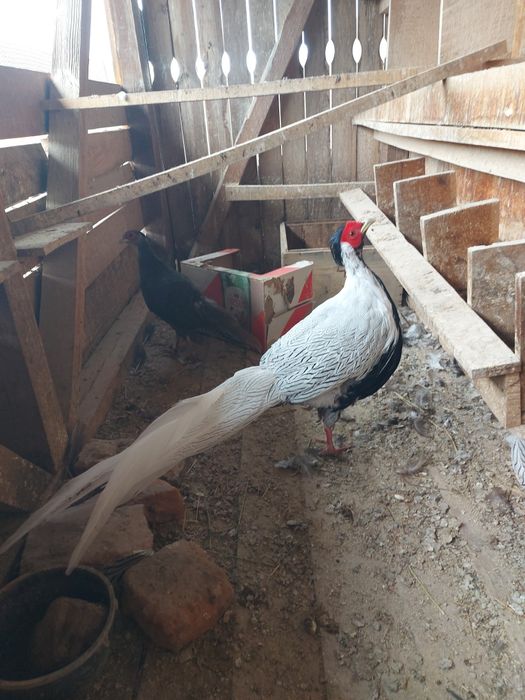 Fazani argintii  de vanzare