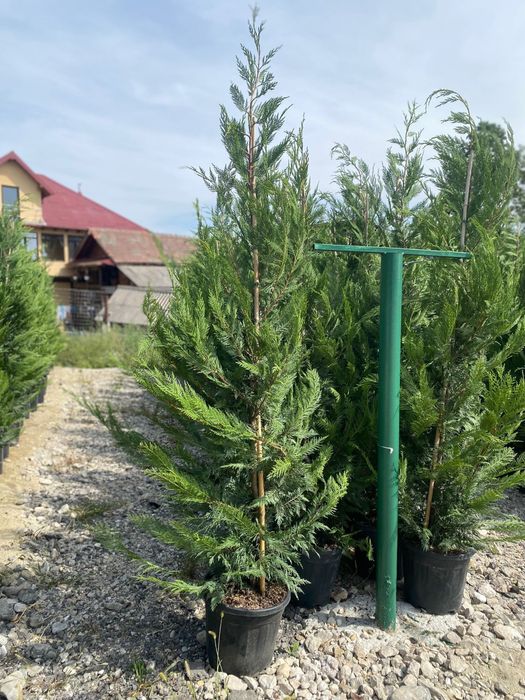 Tuia Leylandii Gard viu vesnic verde Calitate superioara