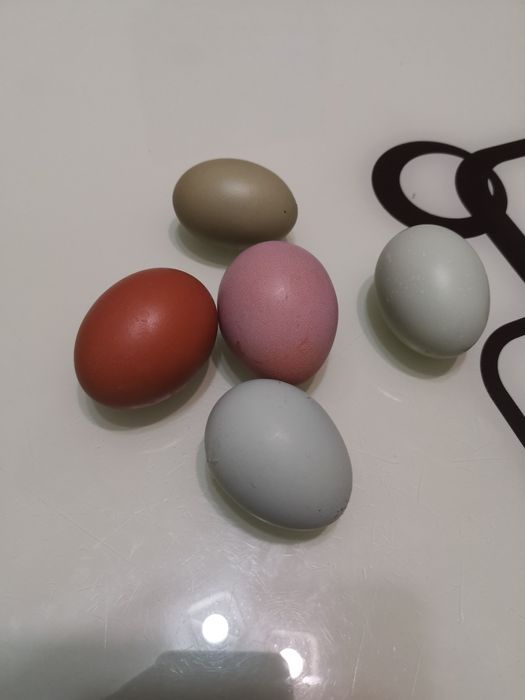 Pui și Ouă pentru incubat OliveEggers