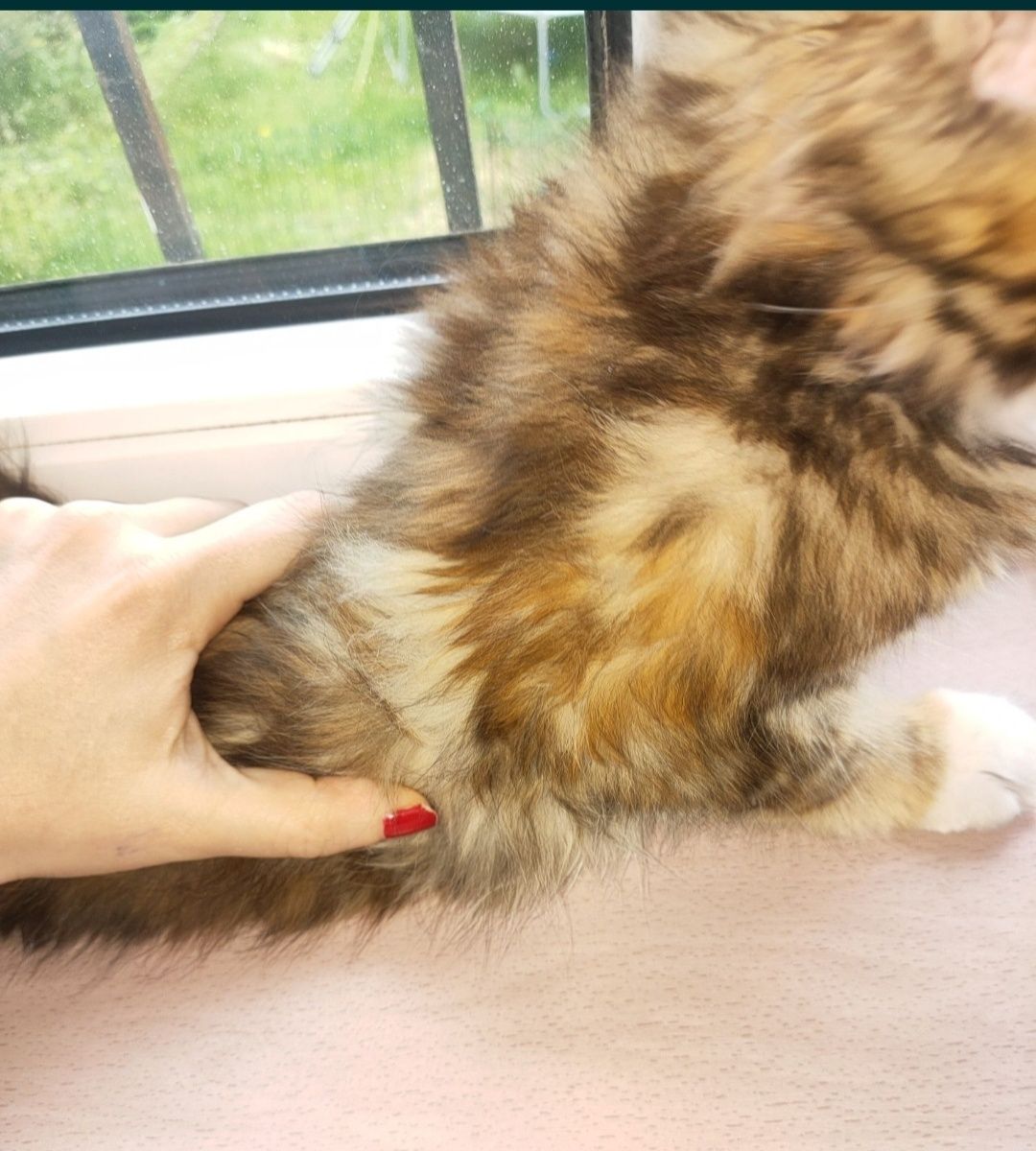 Fetița Maine Coon