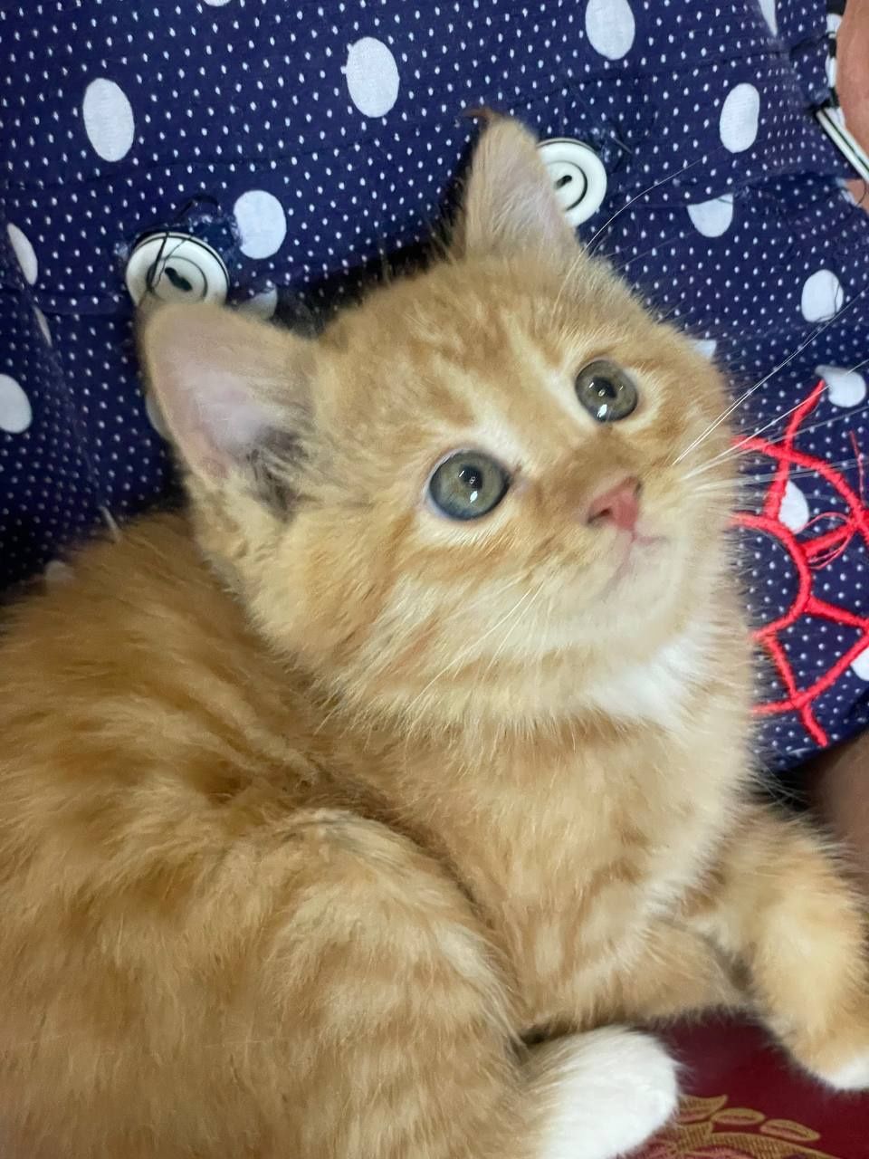Продаётся    кот