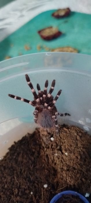 Паук, птицеед, 5см.