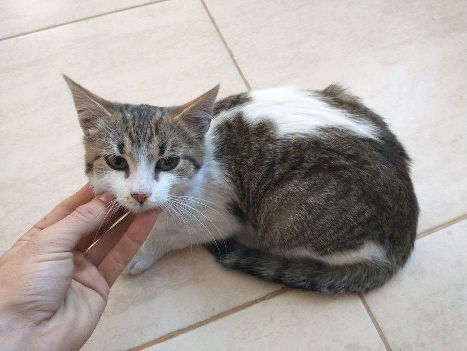 Ofer spre adopție 2 pisici băieței