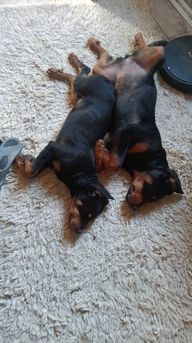 Ротвайлер 5 месеца