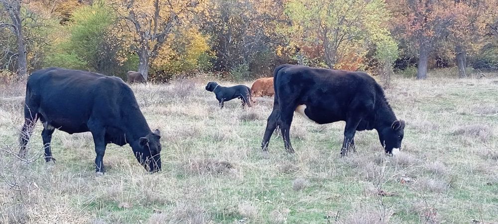 Свободни 15 бр. месодайни крави и юници