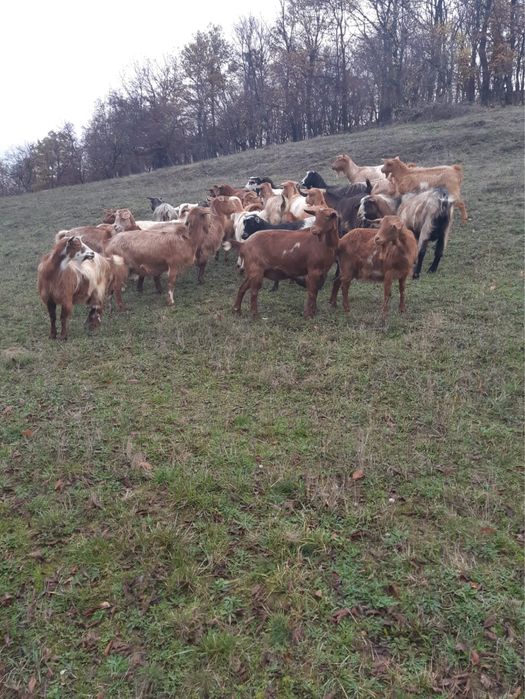 Vand 25 capre si țap